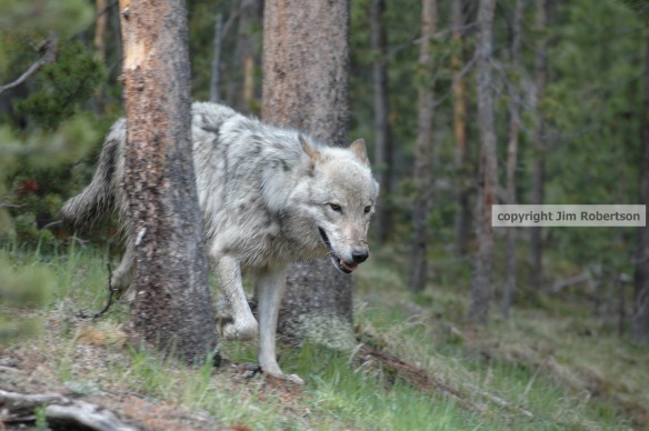 copyrighted Hayden wolf in lodgepoles