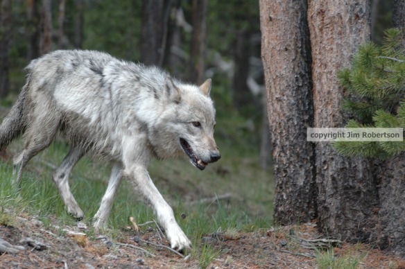 copyrighted Hayden wolf walking